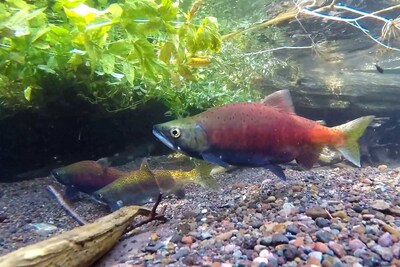 Kokanee swimming upstream in the Deschutes River